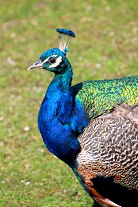 Bird animal zoo photo