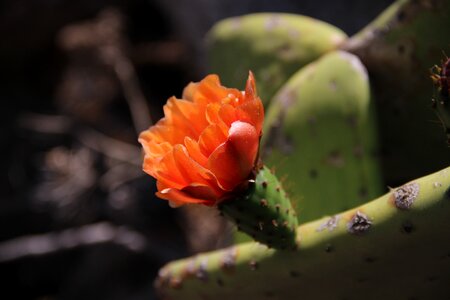 Bloom cactus flowers close up