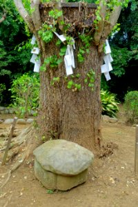 Kameishi (turtle stone) - Enoshima, Japan - DSC07857