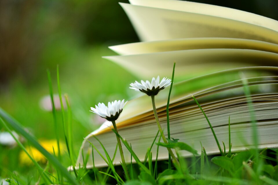 Meadow book pages education