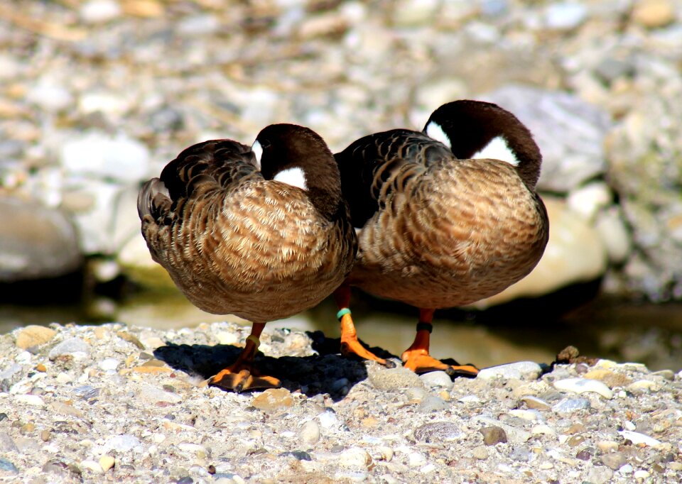 Bird water bird animals