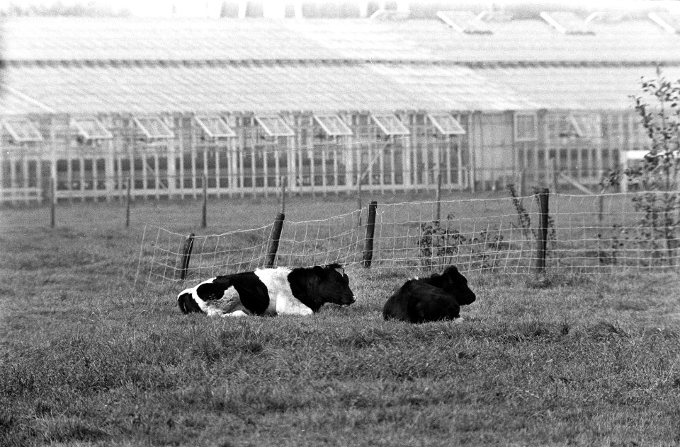 Kalveren in de wei, Bestanddeelnr 922-8243