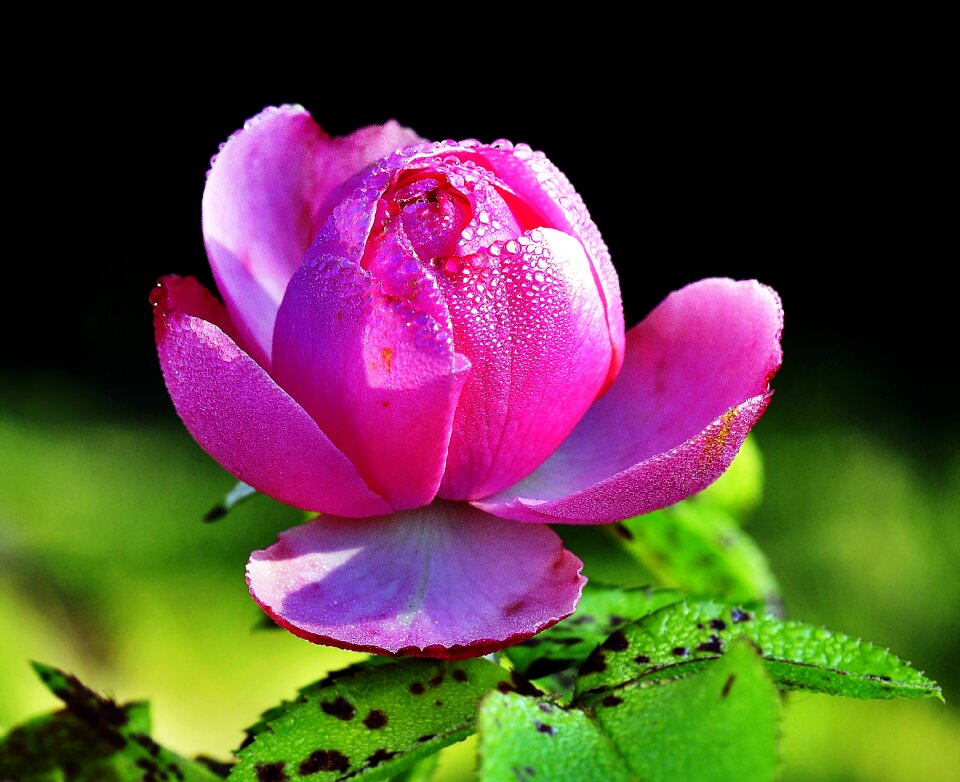 Garden rose flower pink rose