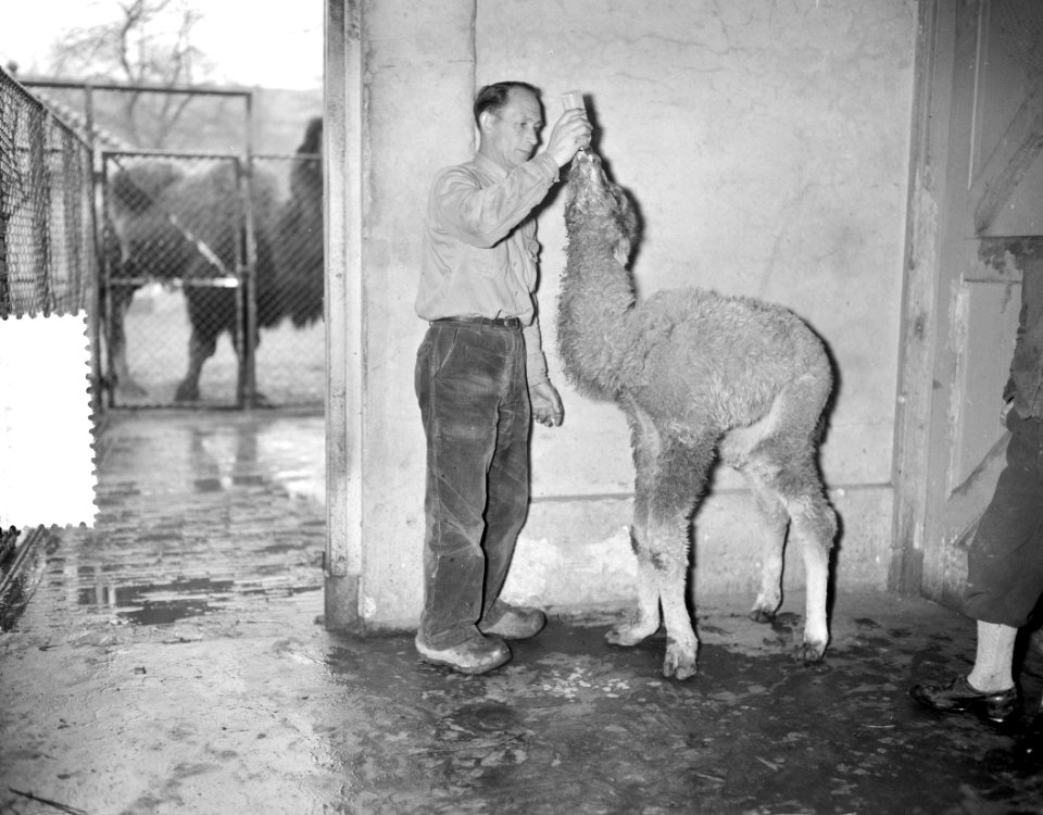 Kamelenjong geboren in Artis, Bestanddeelnr 907-6764
