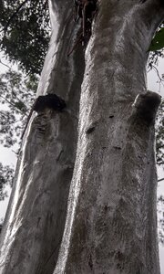 Rain wet australia photo