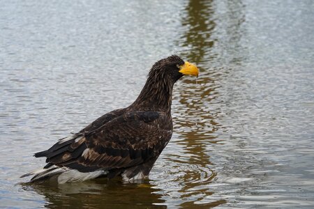 Predator bird animal photo