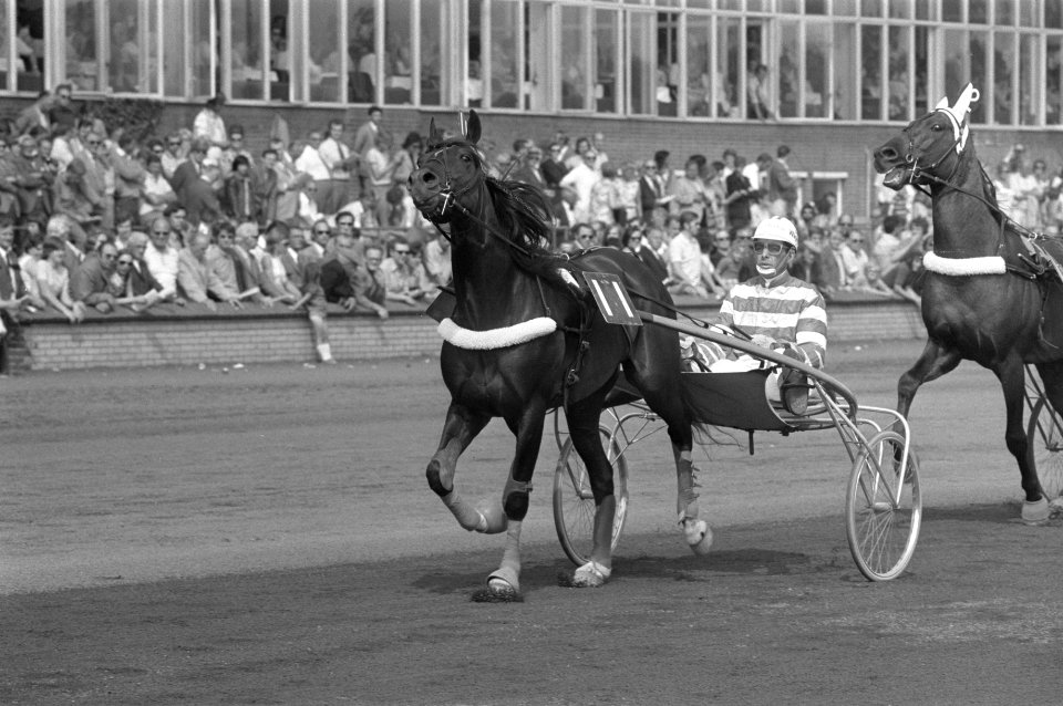 Kampioenschap Nederlandse paarden te Hilversum, nummer 24 Henri Buitenzorg met j, Bestanddeelnr 925-7420