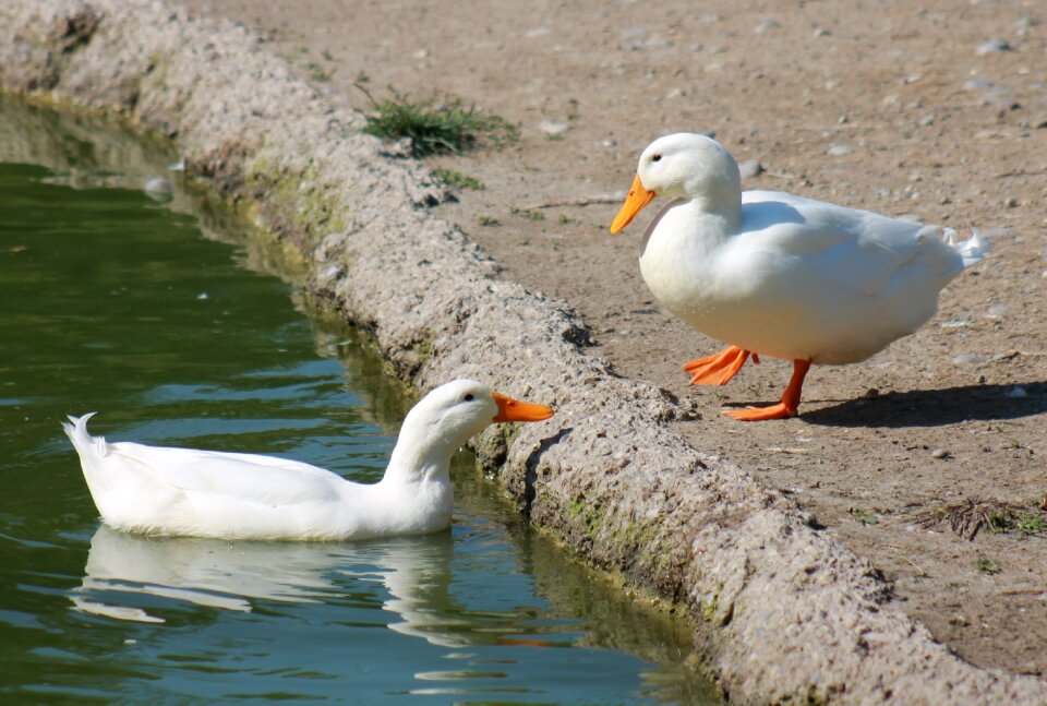 Bird water bird animals