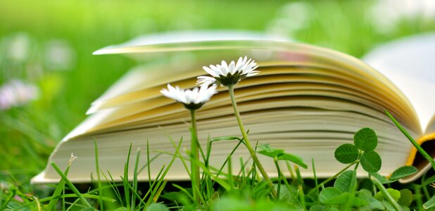 Meadow book pages education