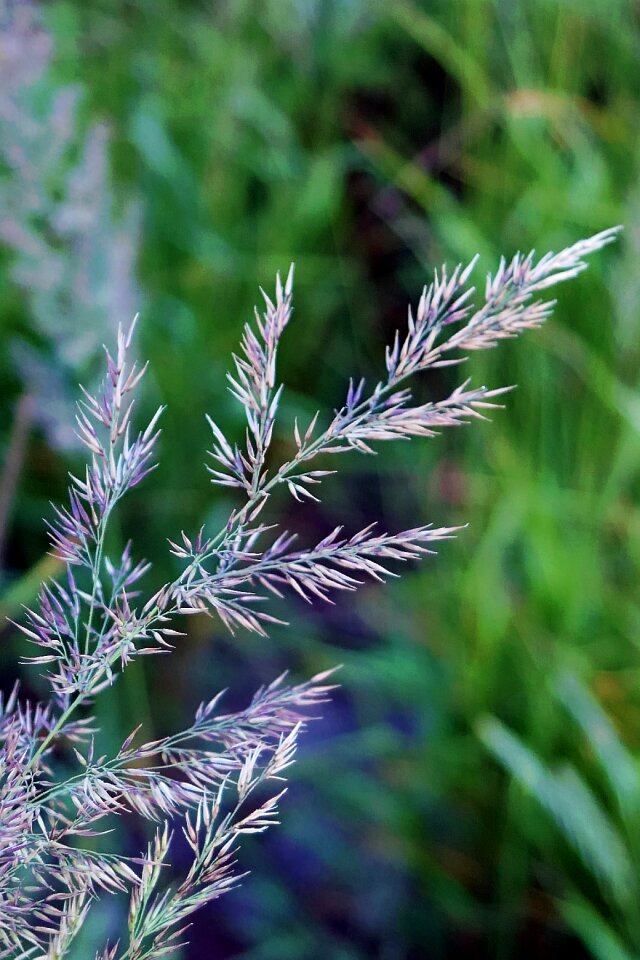 North sea dune grass nature