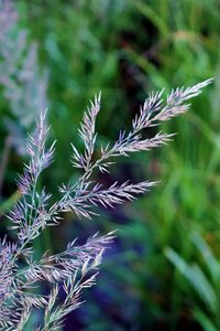 North sea dune grass nature