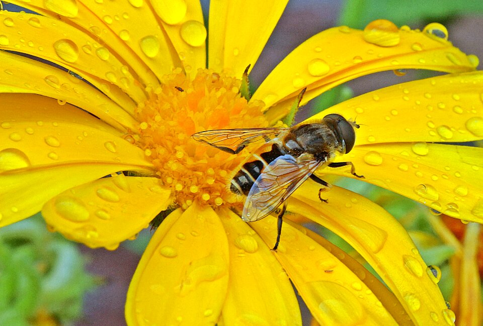 Blossom bloom marigold