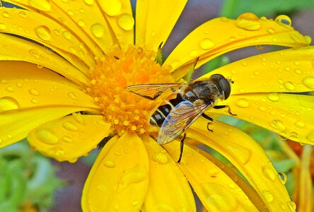Blossom bloom marigold