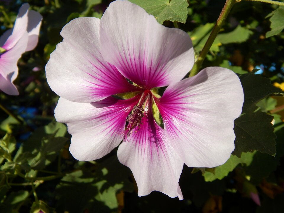 Pink purple blossom blooming
