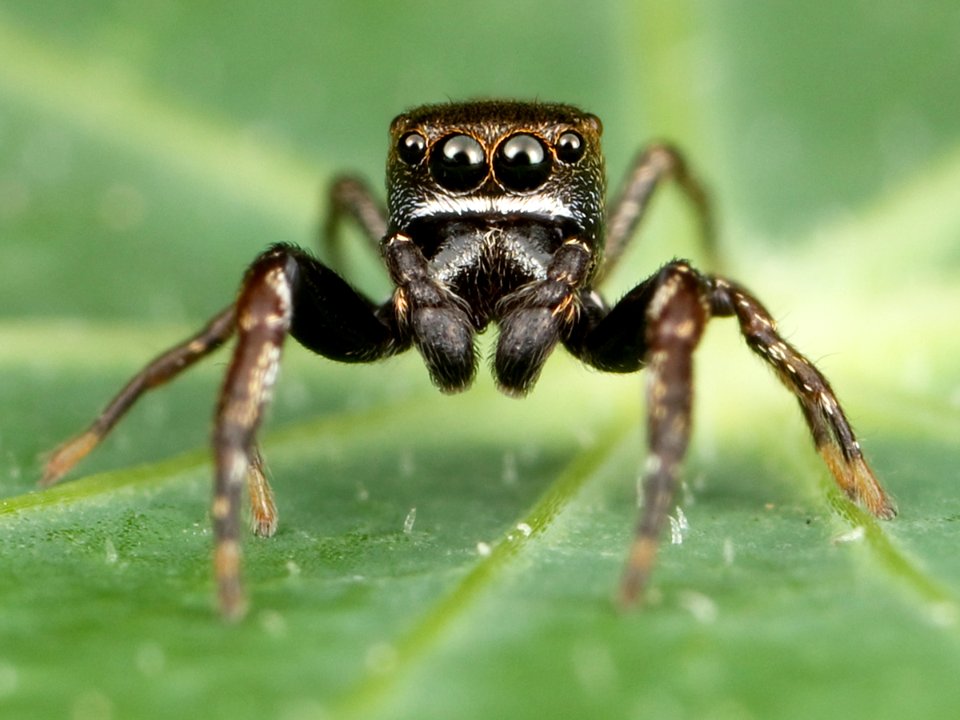 Kaldari Zygoballus nervosus male 05
