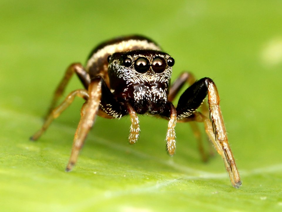 Kaldari Zygoballus sexpunctatus female 05
