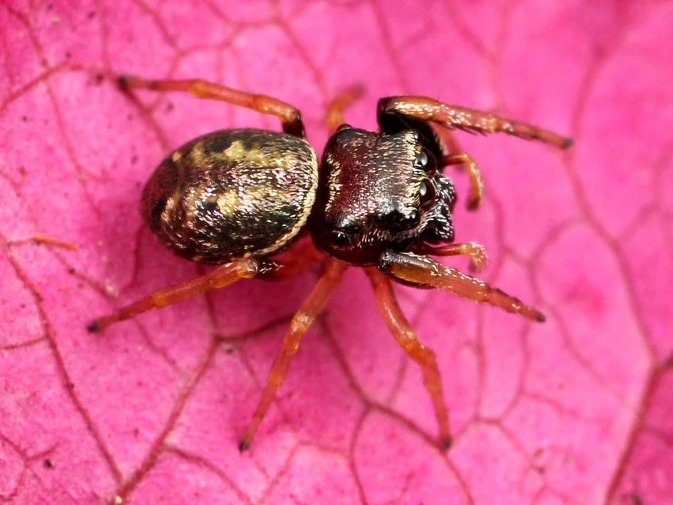 Kaldari Zygoballus sexpunctatus female 04