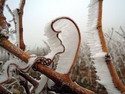 Cold wintery grape