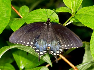Kaldari Papilio troilus photo