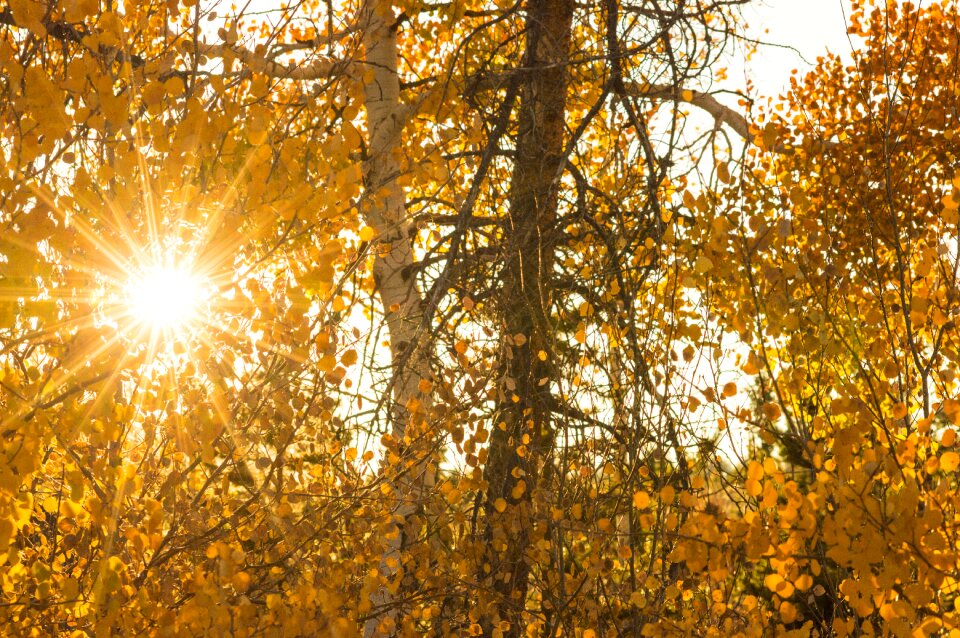 Nature light foliage photo