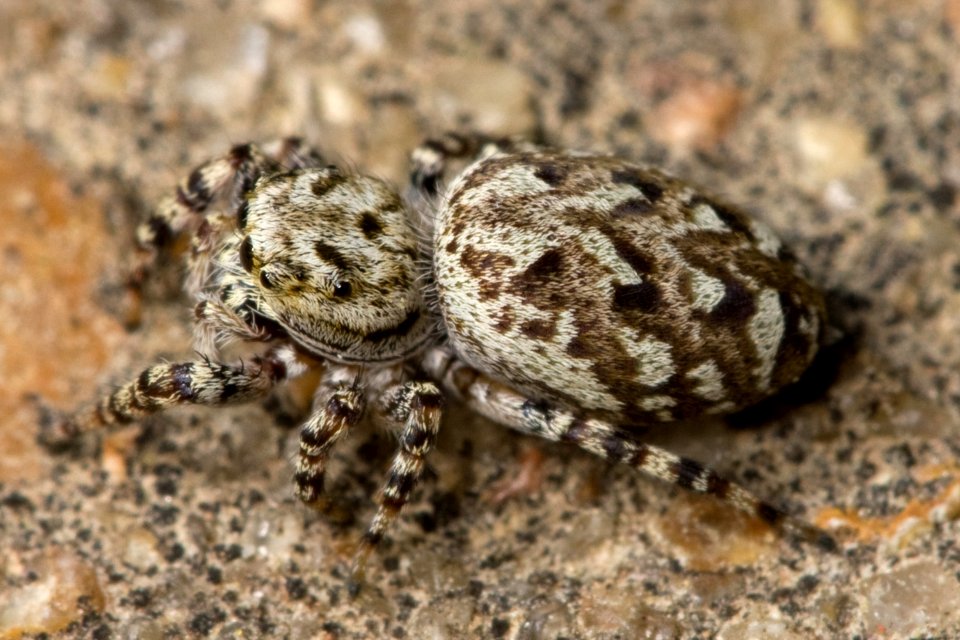 Kaldari Pelergina galathea female 01