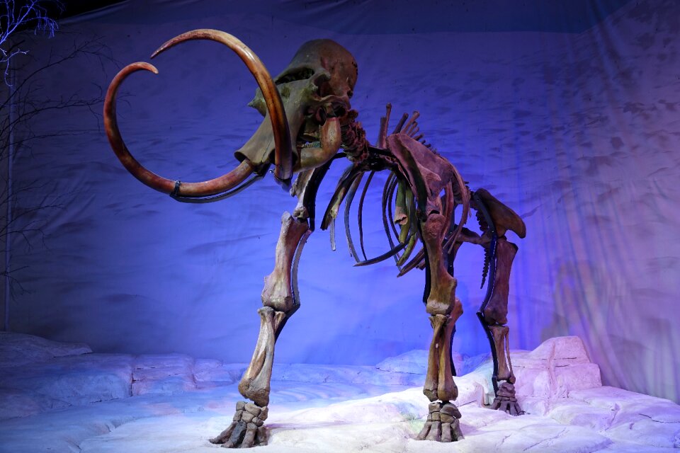 Fossil old bone