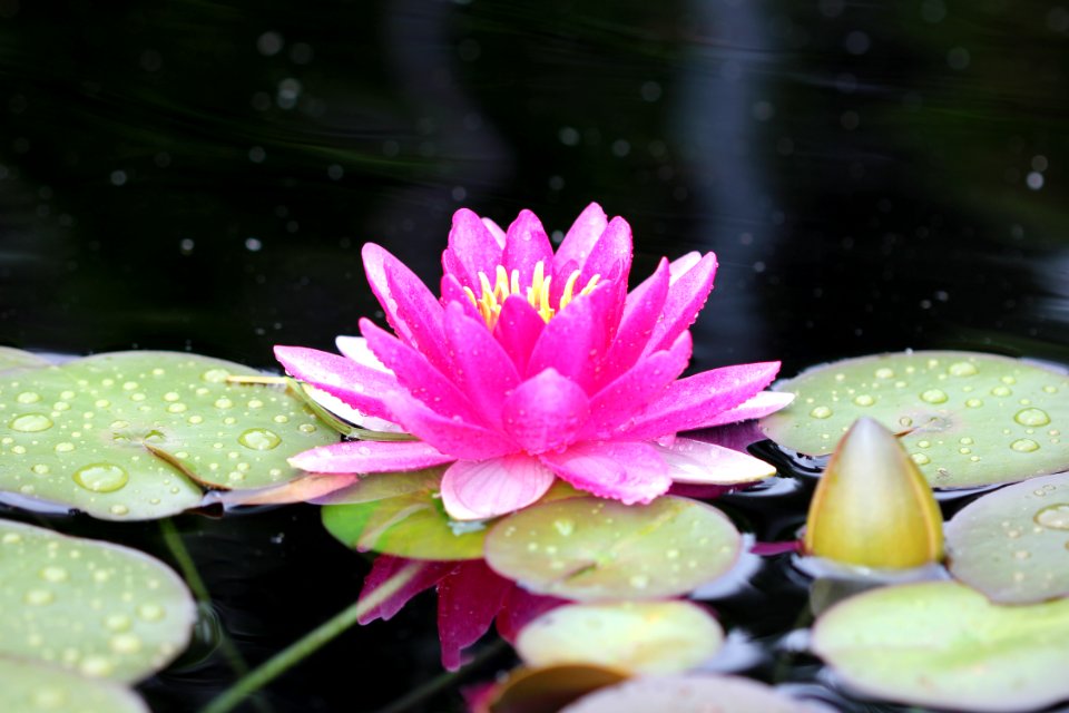 Kaldari Water Lily