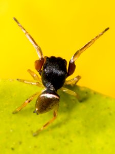 Kaldari Zygoballus rufipes 04