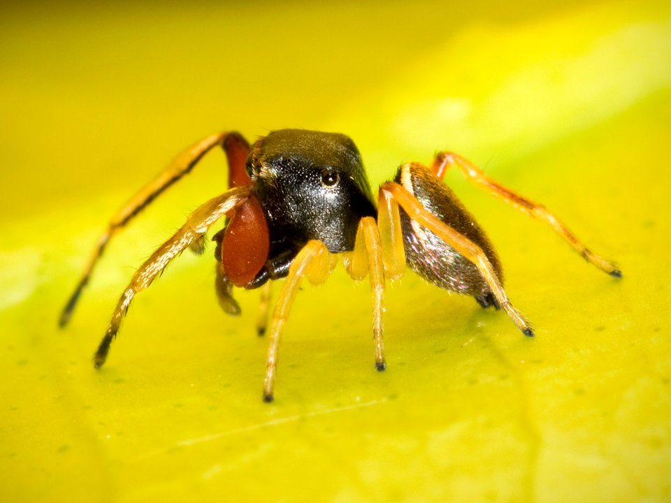 Kaldari Zygoballus rufipes 03