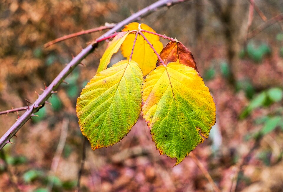 Emerge forest autumn