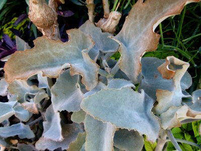 Kalanchoe beharensis serres du Jardin du Luxembourg 2