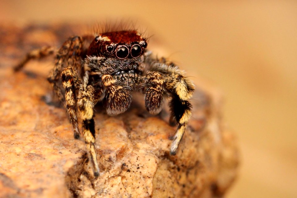 Kaldari Habronattus peckhami male 05