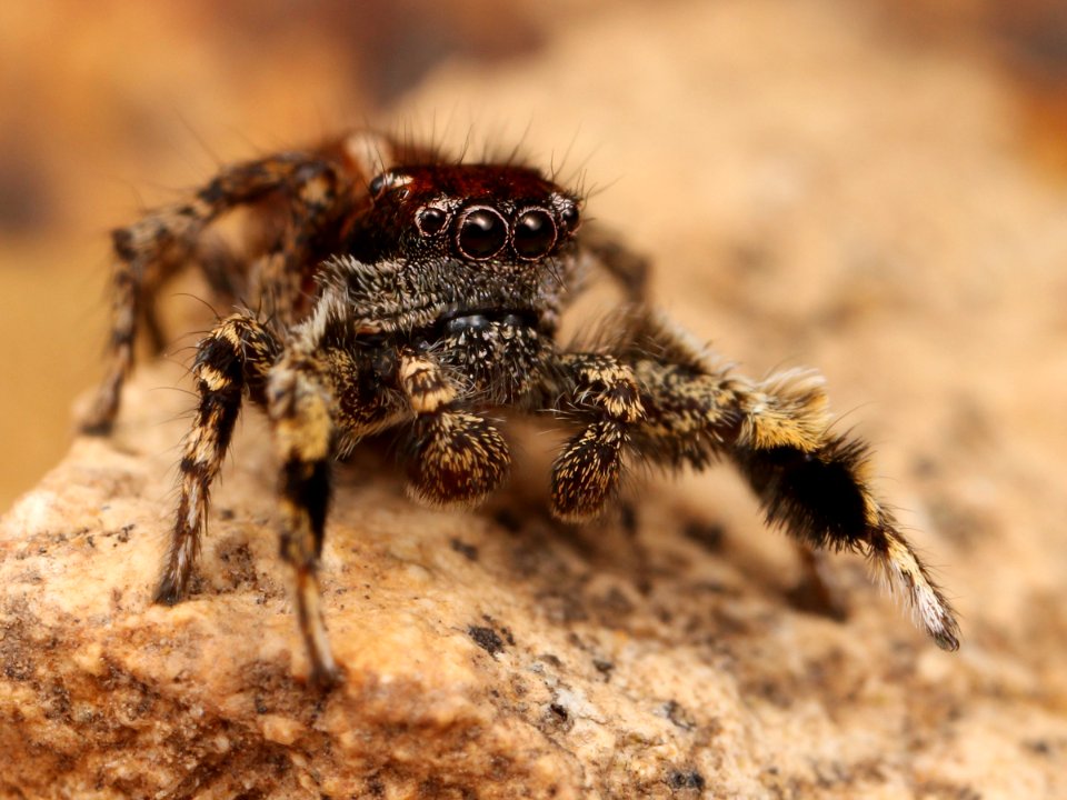 Kaldari Habronattus peckhami male 01