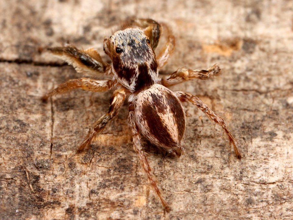 Kaldari Habronattus virgulatus male 02