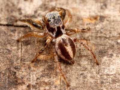 Kaldari Habronattus virgulatus male 02