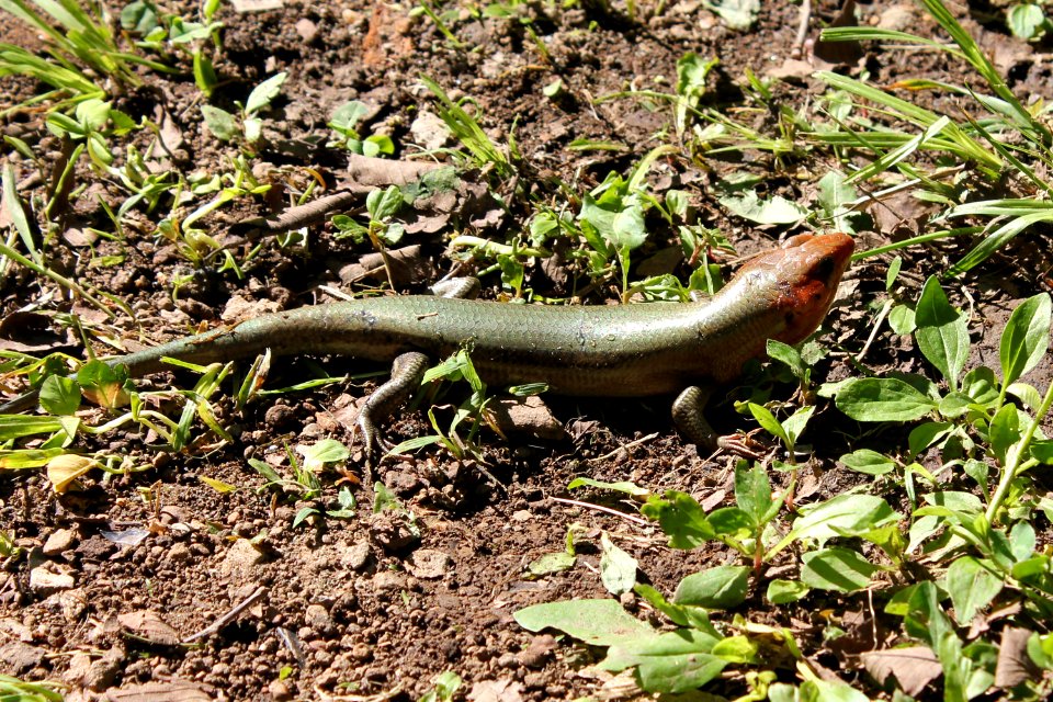 Kaldari Eumeces laticeps 02