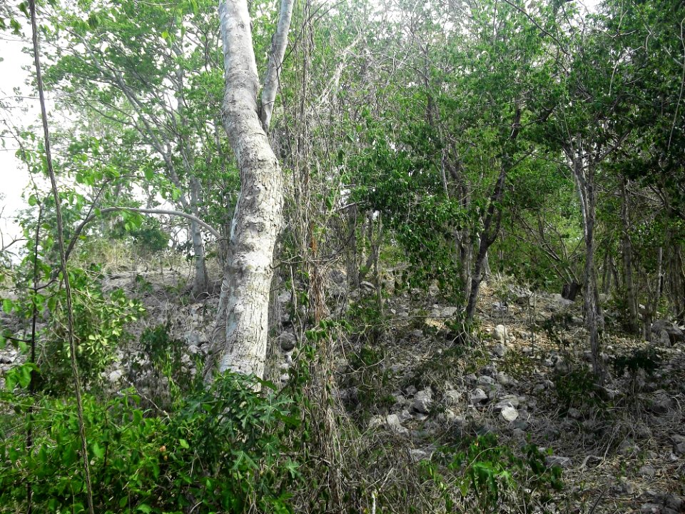 Kalax (Mérida), Yucatán (11)