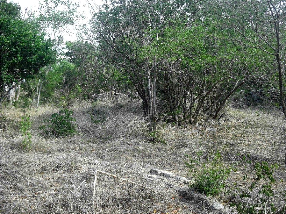 Kalax (Mérida), Yucatán (08)