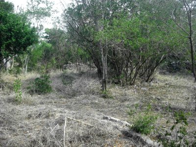 Kalax (Mérida), Yucatán (08)