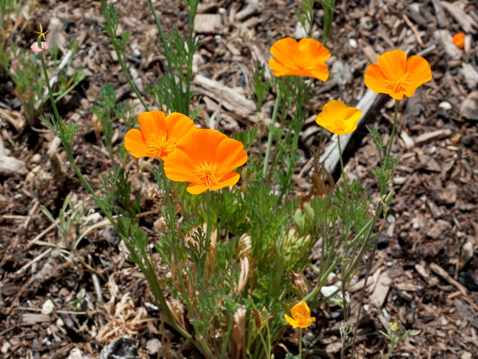 Kaldari Eschscholzia californica 01