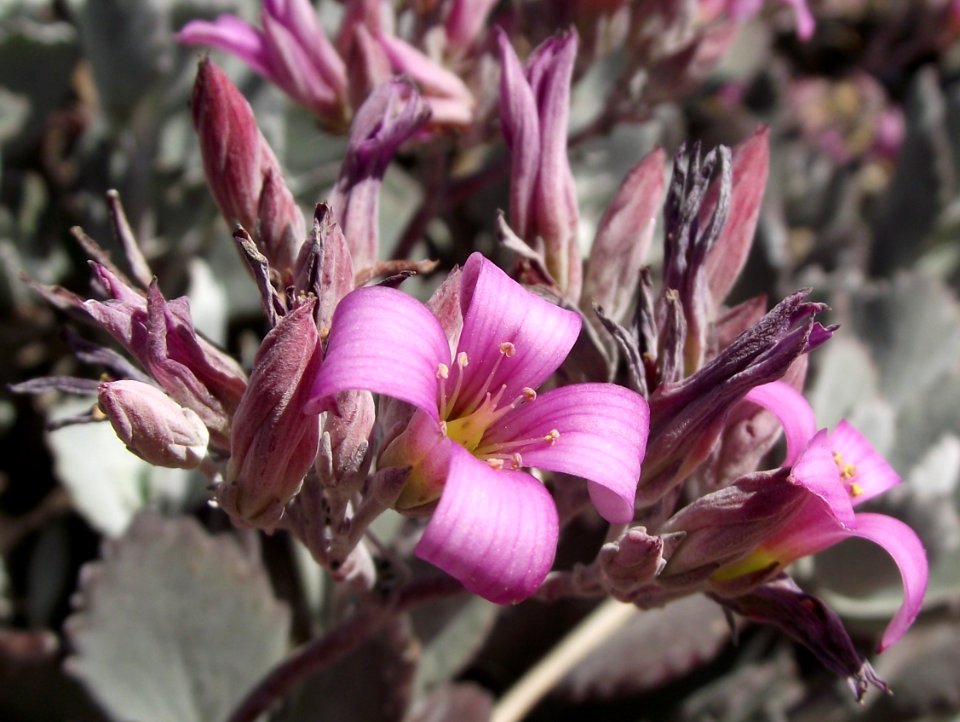Kalanchoe pumila 1