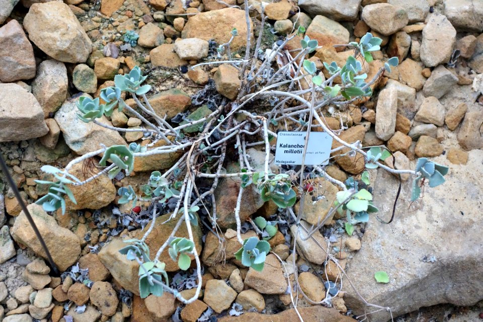 Kalanchoe millotii - Botanischer Garten, Dresden, Germany - DSC08912