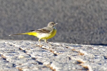 Yellow grey motacilla cinerea