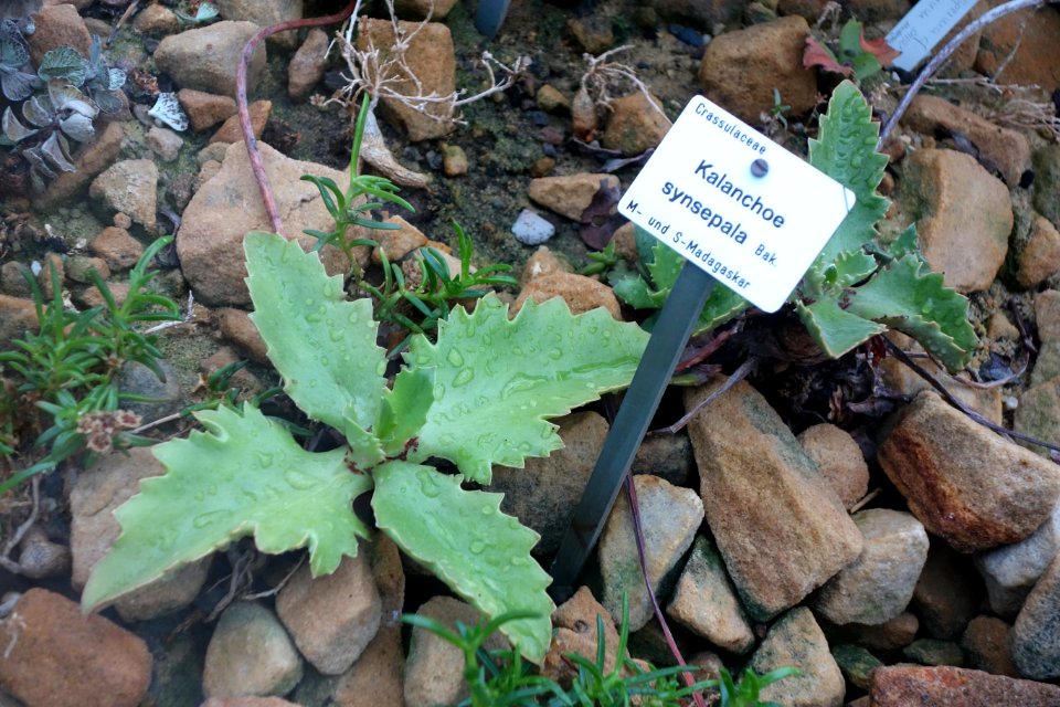 Kalanchoe synsepala - Botanischer Garten, Dresden, Germany - DSC08814