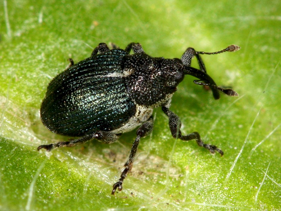 Kaldari Ceutorhynchus americanus 01