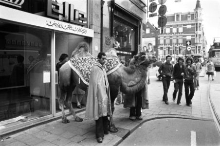 Kameel in Leidsestraat, opdracht Parool, Bestanddeelnr 929-2474