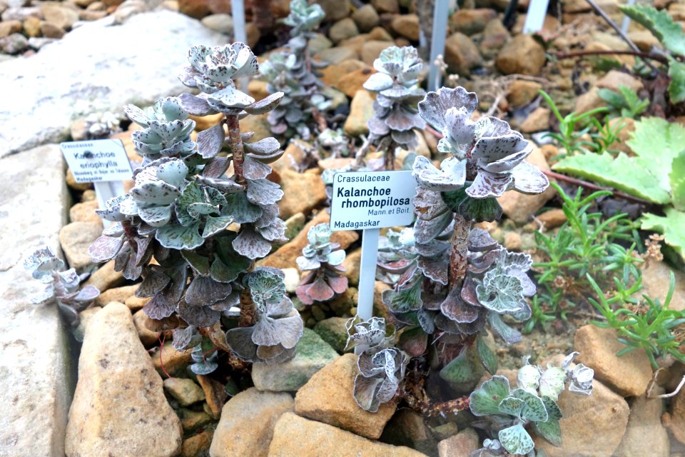 Kalanchoe rhombopilosa - Botanischer Garten, Dresden, Germany - DSC08815