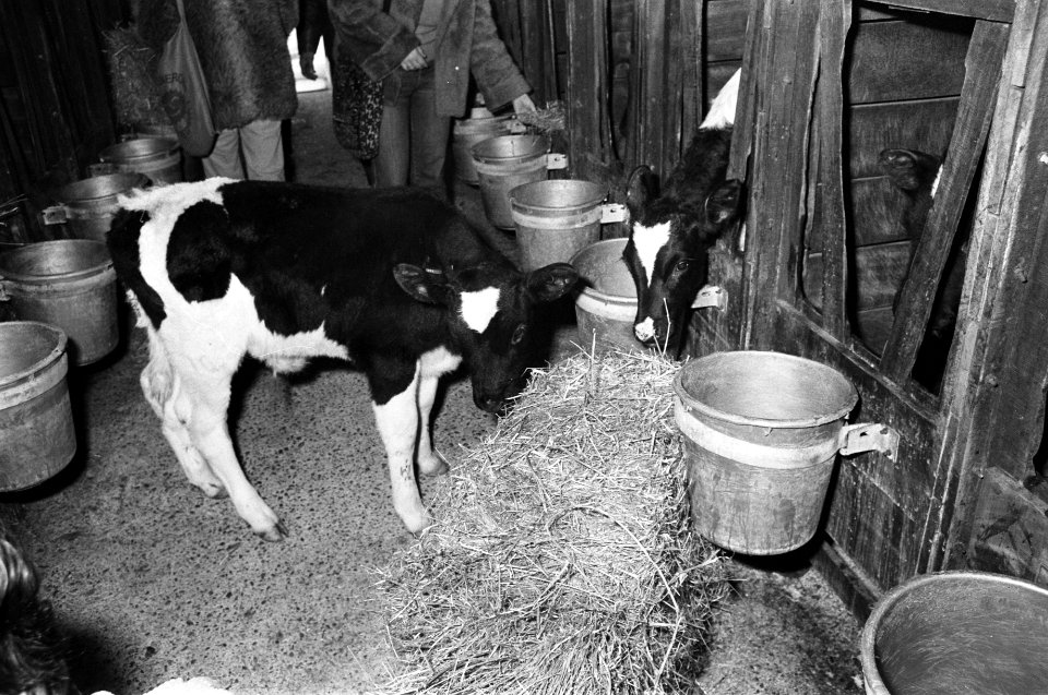 Kalveren in een stal (Eerbeek), Bestanddeelnr 930-5980