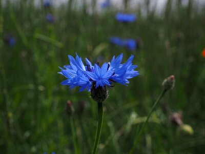 Bloom blue centaurea cyanus