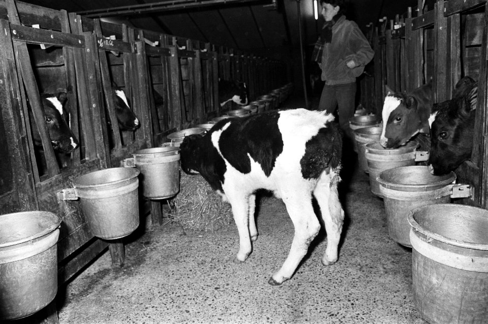 Kalveren in een stal (Eerbeek), Bestanddeelnr 930-5981